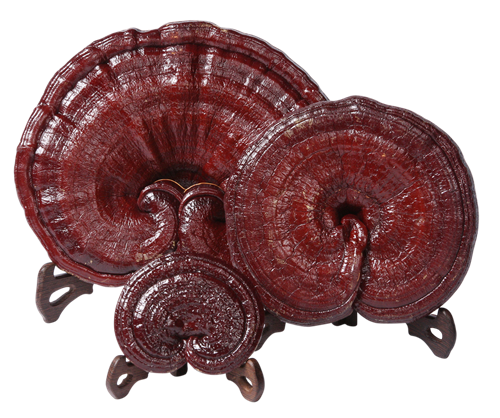 777618895900067337_副本.png 777618895900067337_副本.png