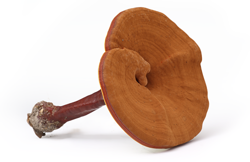 4-靈芝_副本.png 4-靈芝_副本.png