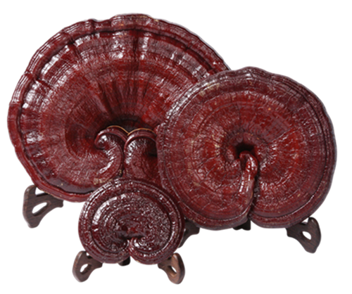 未命名_副本1.png 未命名_副本1.png